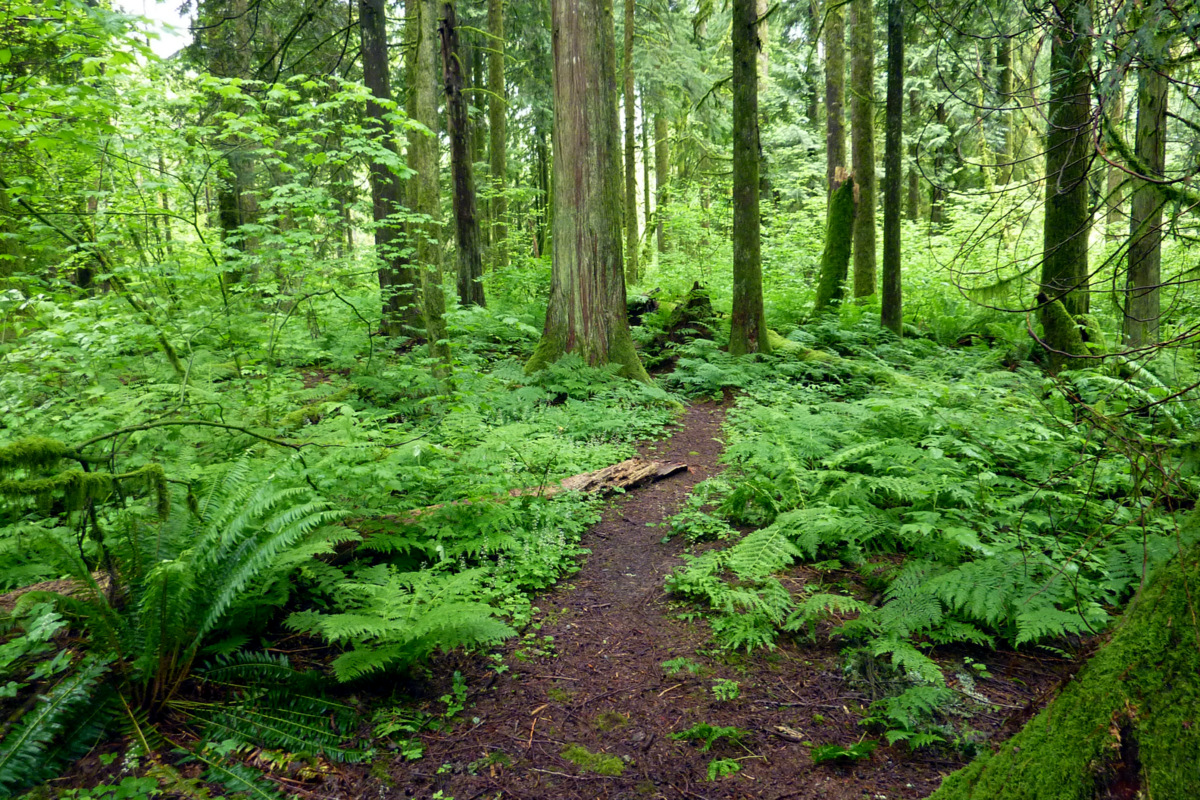 Download this Forest Path picture