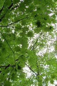 Maples Canopies