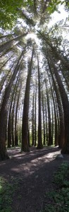 “Redwoods from Floor to Ceiling”